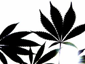 Supporting image for story: Three in court on drugs ring charge