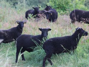 Supporting image for story: 'Keep dogs on lead' plea as three sheep killed at Shropshire walking spot