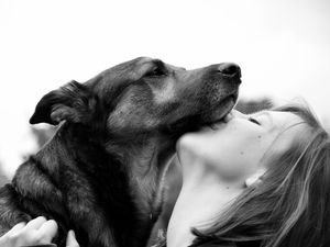 Supporting image for story: Shropshire town is 'dog capital of UK' with highest proportion of dogs to people in the whole country