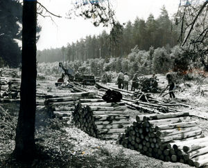 Trees are chopped down on Cannock Chase on June 24, 1970, to be made into paper and mineshaft props