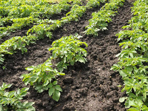 Supporting image for story: Potato growers and suppliers hold vital summit