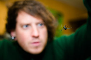 The black widow spider