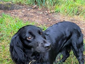 Supporting image for story: Two-hour rescue operation after spaniel falls into quarry near Ludlow