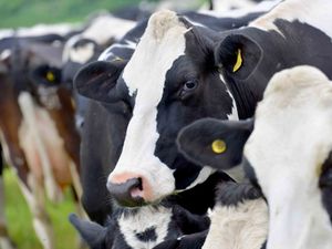 Supporting image for story: Support for Welsh dairy farmers 'much-needed', says land agents