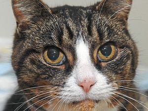 Supporting image for story: Peter Rhodes on entire moggies, silent bikes and the curious case of the wild cat and the pensioner