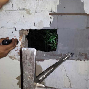 A hole in a partition wall reveals the plants