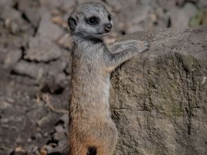 Supporting image for story: Baby meerkats take first steps outdoors at Dudley Zoo