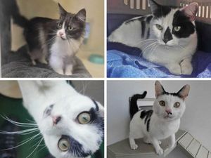 Supporting image for story: Four adorable cats looking for their forever home in Shropshire as RSPCA issues urgent appeal amid 'rehoming crisis'