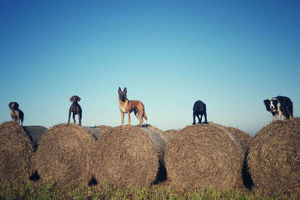 Supporting image for story: Working animals bale out and take a break from vital roles in Shropshire