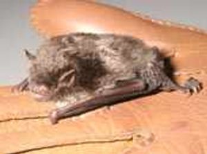 Supporting image for story: Bat rabies confirmed in county