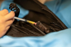 Jamie was the inaugural winner of the brand-new Documenting Animals category with her trio of images of the grey-headed flying fox, an Australian mega-bat, capturing them being rehabilitated as well as in the wild