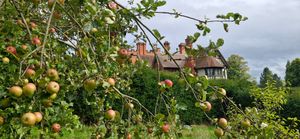 Wightwick Manor has enjoyed a bumper crop of apples in it's gardens this year. Photo: National Trust
