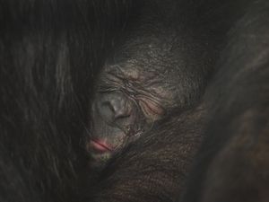 Supporting image for story: Twycross Zoo welcomes baby bonobo