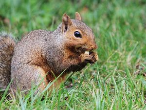 Supporting image for story: This is how squirrels organise their favourite nuts