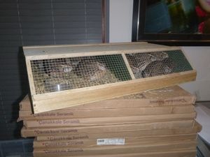 15 quail were found in very cramped conditions at a property in Wrockwardine near Wellington. Photo: RSPCA