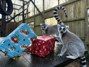 Lemurs discovering what Santa had left them inside their habitat.