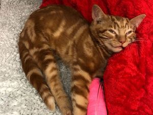 Supporting image for story: Wolverhampton teenager jailed after fracturing kitten's skull