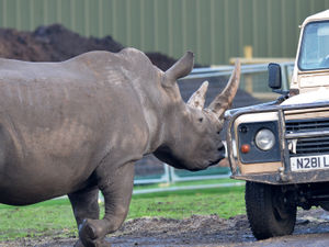 Supporting image for story: Rhino collides with car on African reserve at West Midland Safari Park