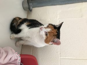 Lea is now being cared for by RSPCA officers