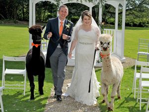 Supporting image for story: Wedding day alpaca'd with memories for bride and groom
