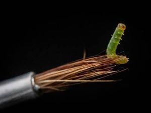 Supporting image for story: Bright future for rare butterflies thanks to Chester Zoo