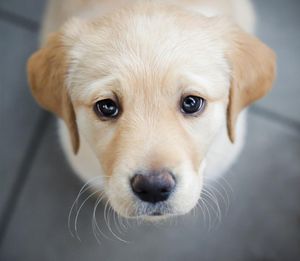 Guide Dogs is urging owners to pay extra attention to their dog's behaviour