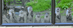 There are plenty of new friends to make at Dudley Zoo, including the Otters