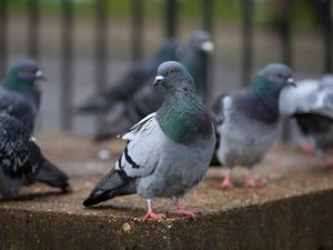 Supporting image for story: Apparently, pigeons are better at multitasking than you
