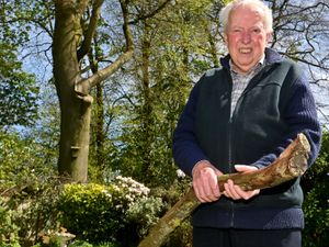 Supporting image for story: 'I couldn't believe what I was seeing!' Lucky escape for gardener almost hit by gigantic tree branch