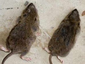 Supporting image for story: Phones and TV lost as rats chew cables