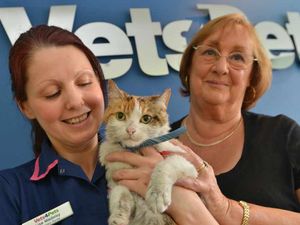 Supporting image for story: Cat found in ruins of arson-hit Dudley Snooker and Pool Club gets new home