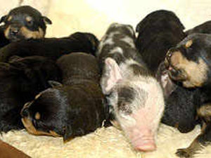 Supporting image for story: A dog's life for Apple Sauce the piglet