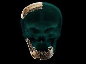 Supporting image for story: Discovery of new ancient human ‘a fascinating chapter in humankind’s story’