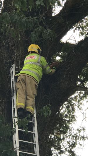 Ruben being rescued from the tree