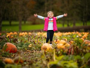 Supporting image for story: Thousands of pumpkin pickers pack in to Shrewsbury patch enjoying Halloween boost
