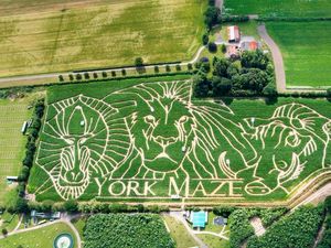 Supporting image for story: In Video: Maize maze pays tribute to Lion King