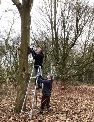 Regular volunteers installing one of the bird boxes on site at Kingswood Trust