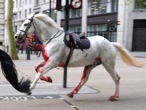 Supporting image for story: Military horse injured after bolting through London returns to service