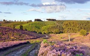 Cannock Chase forest