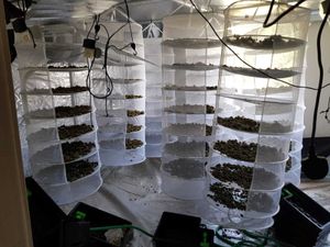 Supporting image for story: Three arrested after £1 million cannabis seizure