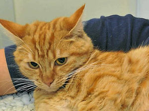 Supporting image for story: Pet cat 'critical' after being shot with pellet gun