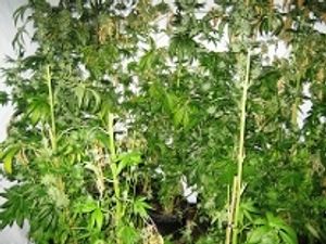 Supporting image for story: Cannabis farm near Bridgnorth closed down by police