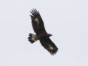 Supporting image for story: Golden eagles face ‘unacceptable risk’ from wind turbine plans, charity says
