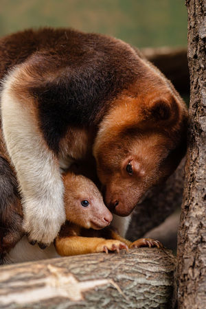 The new joey with his mum, Kitawa. Photo: Chester Zoo
