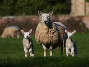 Supporting image for story: Parasitic infection outbreak linked to farm feeding sessions declared over