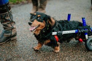 Festive Sausage Dog meet up and walk at The Quarry in Shrewsbury. Organised via Shrewsbury Sausage Social
