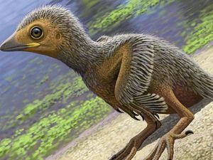 Supporting image for story: A 127 million-year-old fossil could shed light on how ancient birds evolved