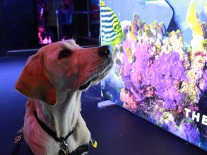 Supporting image for story: Guide dog puppies enjoy ‘school trip’ to Birmingham’s National Sea Life Centre