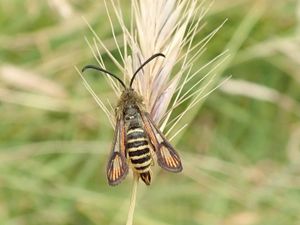 Supporting image for story: National Trust nature reserve records rare moth as 10,000th different species