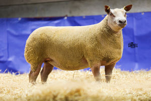 Topping the female trade at 4000gns in the Logie Durno and Loanhead production sale was a Iskeymeadow sired shearling ewe